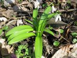 Galanthus woronowii