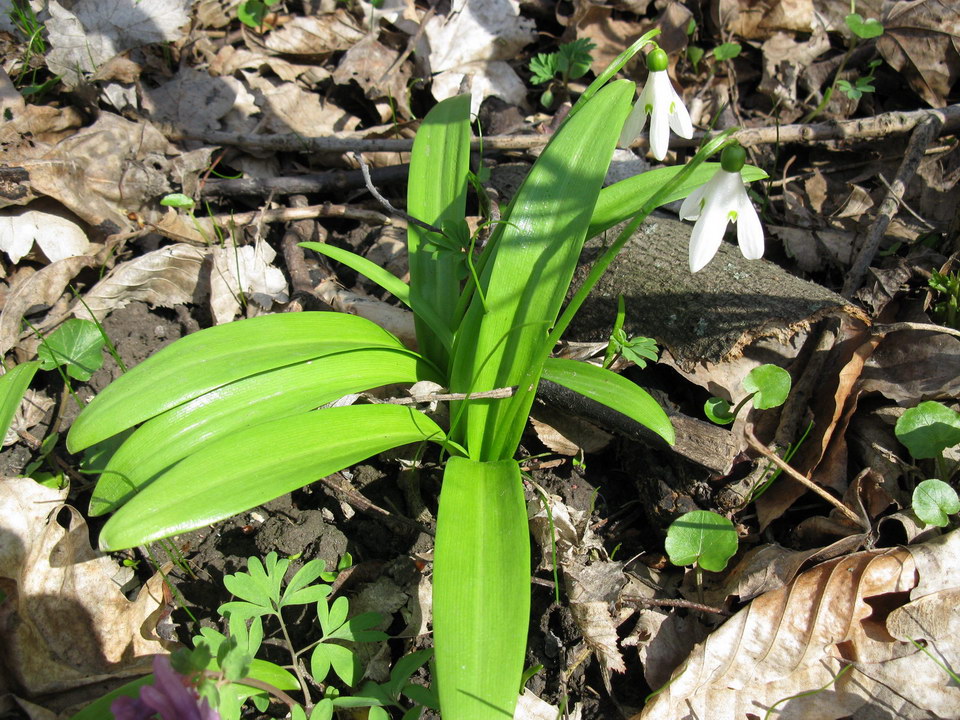 Image of Galanthus woronowii specimen.