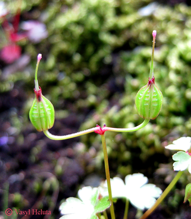 Image of Geranium lucidum specimen.