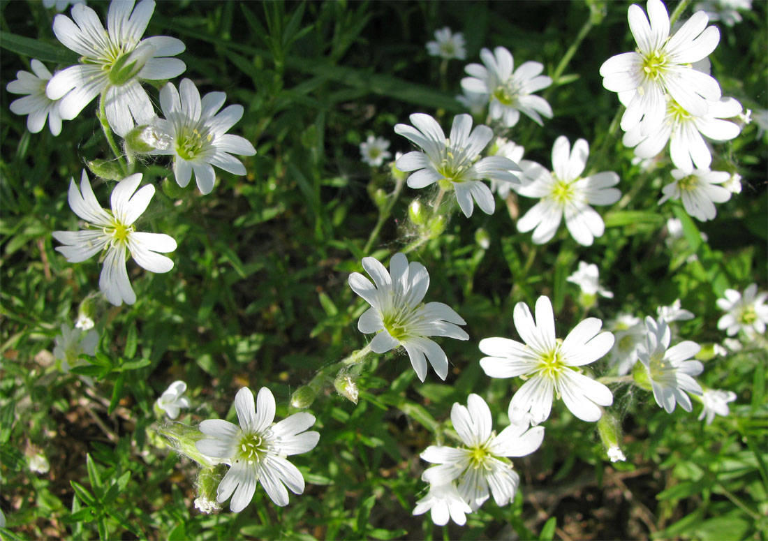 Image of Cerastium arvense specimen.