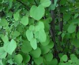 Cercidiphyllum japonicum. Листья на молодых побегах. Москва, ГБС РАН. 17.06.2011.