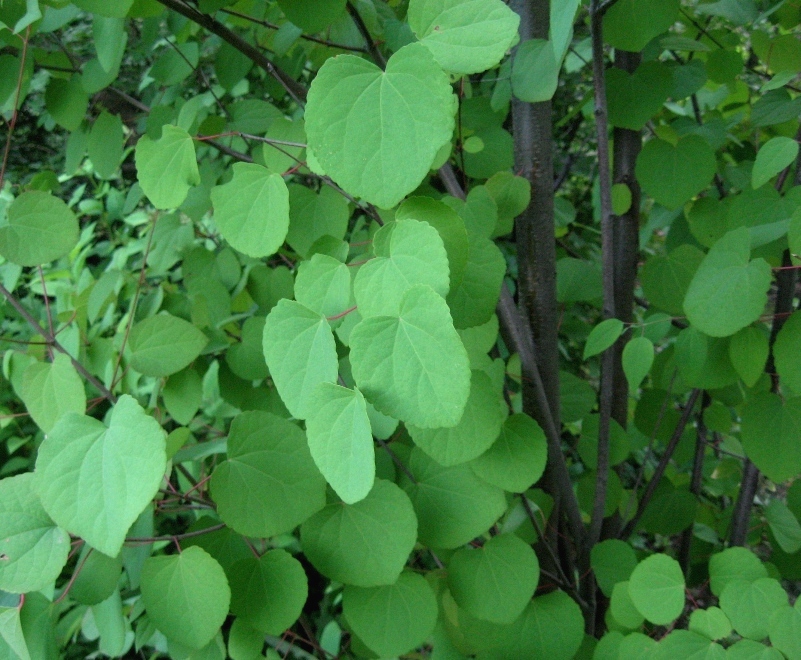 Изображение особи Cercidiphyllum japonicum.