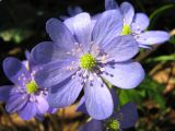 Hepatica nobilis