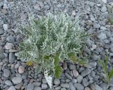 Senecio cineraria. Розетка молодых листьев. Крым, ЮБК, пгт Кацивели, галечный пляж. 21.06.2011.