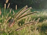 Phleum pratense