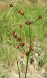 Juncus articulatus. Соплодие. Крым, окр. Феодосии, Лисья бухта, в русле ручья. 2 июля 2011 г.