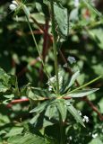 Galium pseudorivale