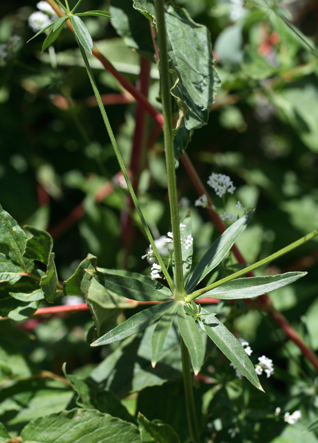 Image of Galium pseudorivale specimen.