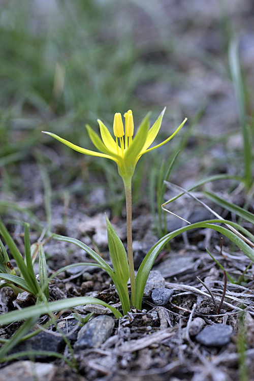 Изображение особи Gagea graminifolia.