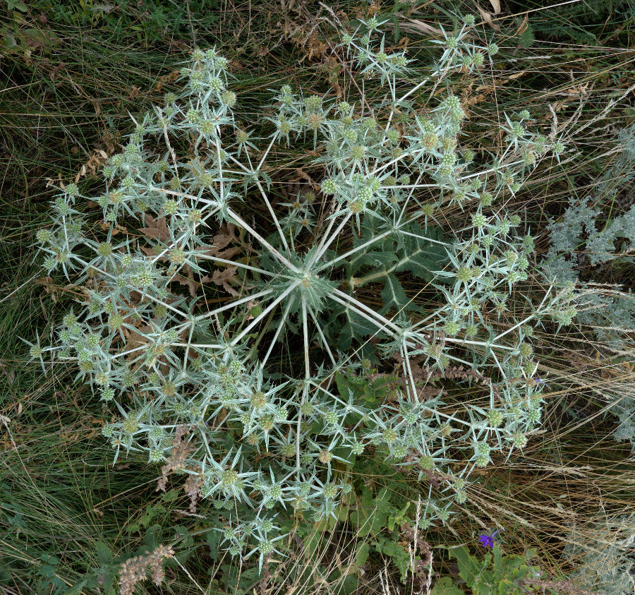 Изображение особи Eryngium campestre.