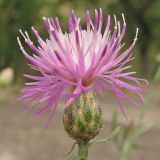 Centaurea majorovii. Соцветие. Украина, Донецкая обл., Славянский р-н, окр. с. Богородичное, пойма р. Северский Донец. 24.07.2010.