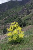 род Ferula. Цветущее растение. Таджикистан, Гиссарский хр., ущелье Сингисафат, 1500 м н.у.м. 29.04.2011.