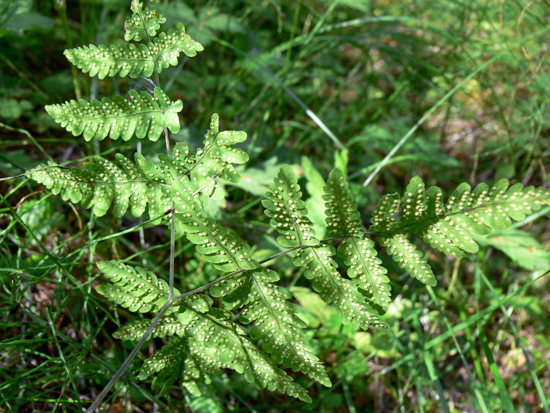 Image of Gymnocarpium dryopteris specimen.