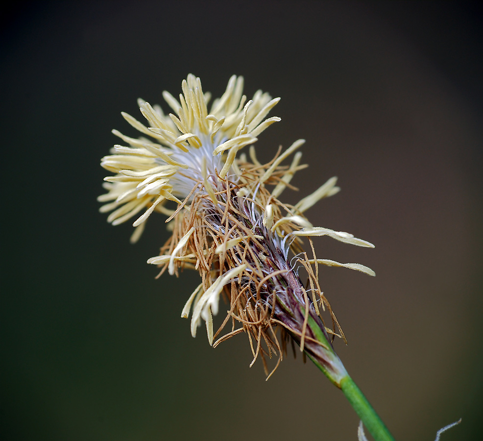 Изображение особи Carex pilosa.