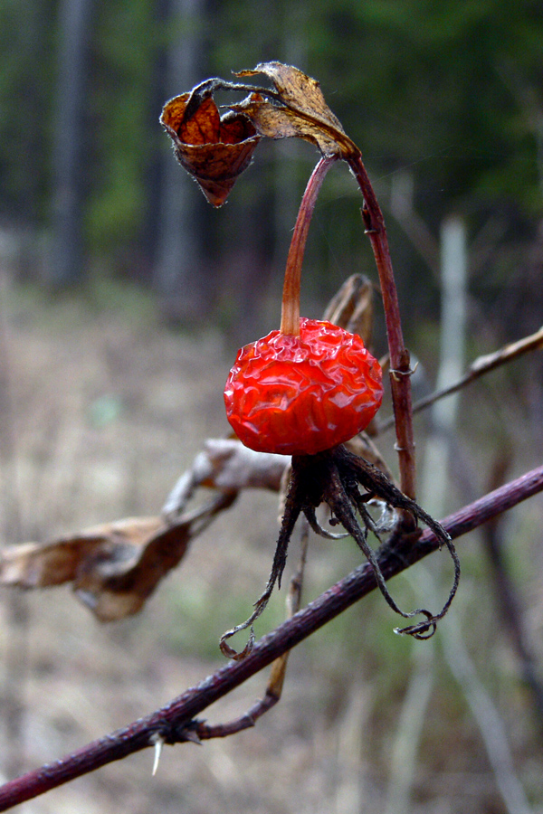 Image of Rosa cinnamomea specimen.