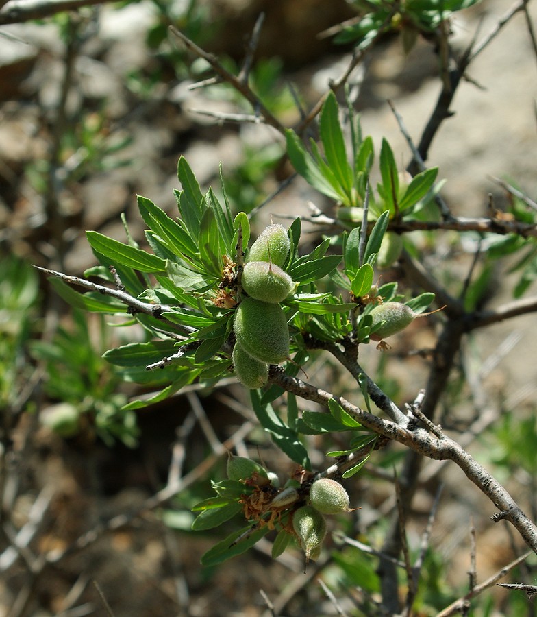 Image of Amygdalus spinosissima specimen.