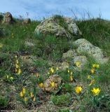 Tulipa ostrowskiana. Цветущие растения. Казахстан, Жамбылская обл., Кордайский р-н, хр. Жетыжол. 09.05.2011.