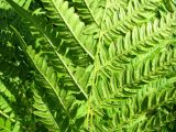 Pteridium pinetorum subspecies sibiricum. Сегменты вайи с нижней стороны. Тверская обл., Весьегонский р-н, окрестности дер. Беняково, берег залива Рыбинского водохранилища по р. Сёбла. 23.07.2011.