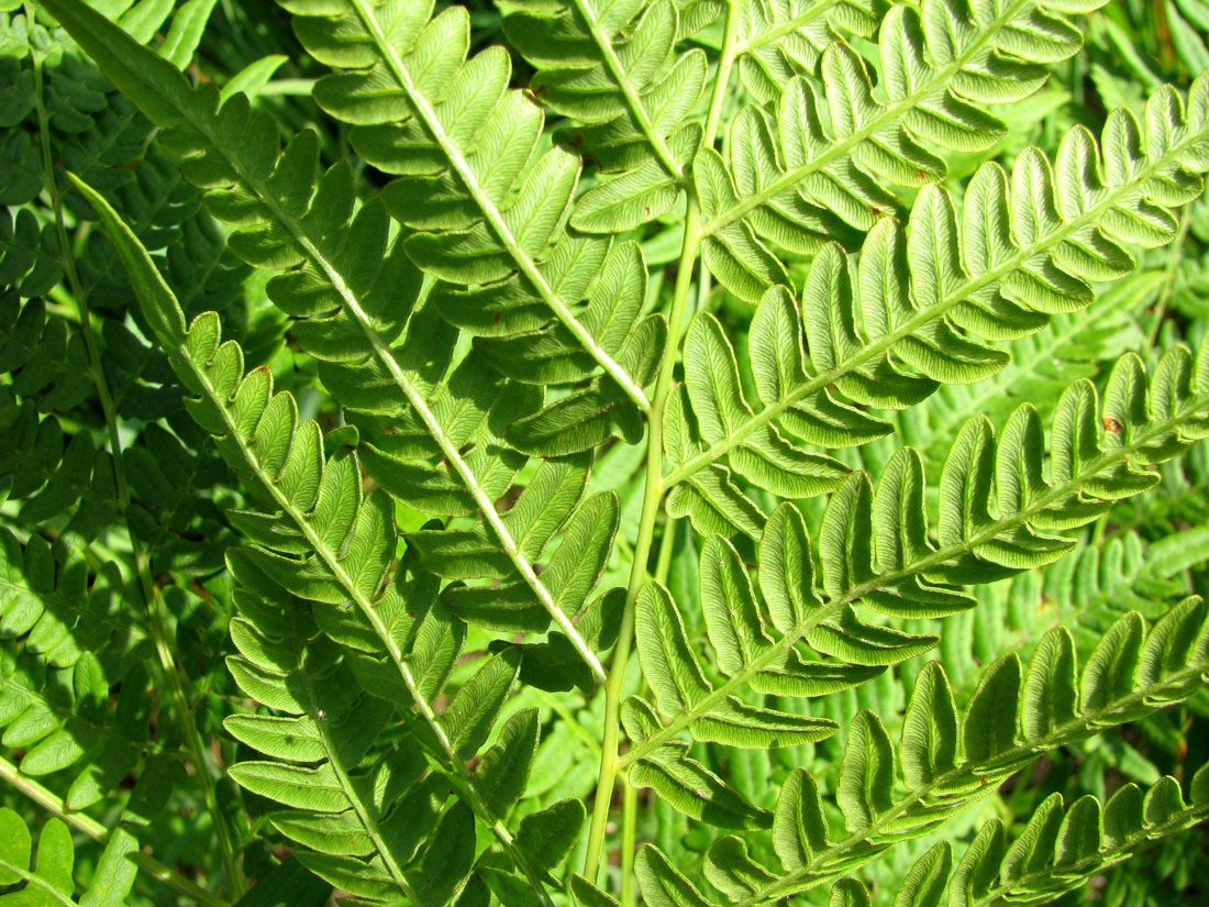 Image of Pteridium pinetorum ssp. sibiricum specimen.