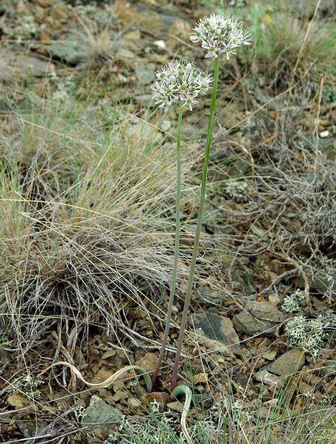 Image of Allium tulipifolium specimen.