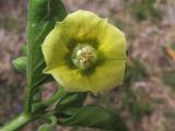 Physalis viscosa