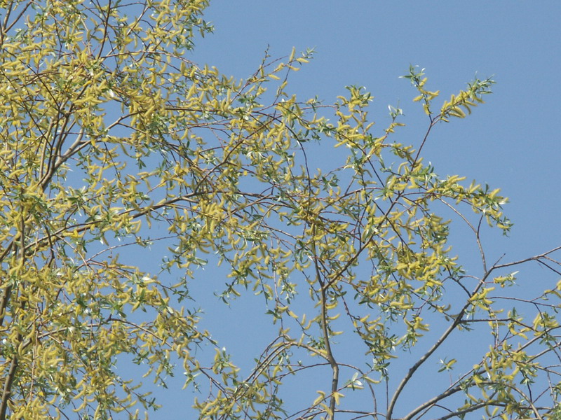 Image of Salix alba specimen.