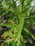 Cirsium komarovii