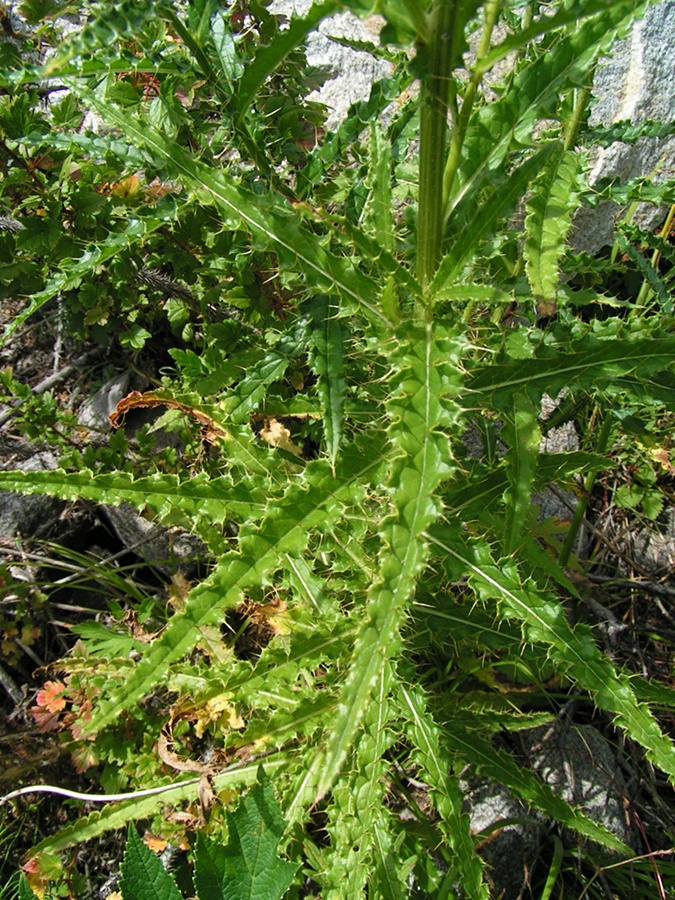 Image of Cirsium komarovii specimen.
