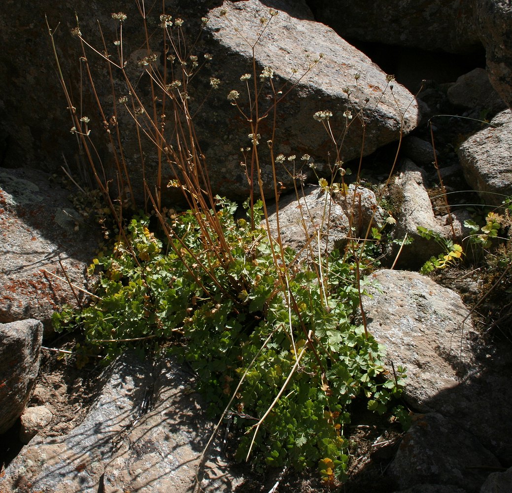 Image of Hymenolaena badachschanica specimen.