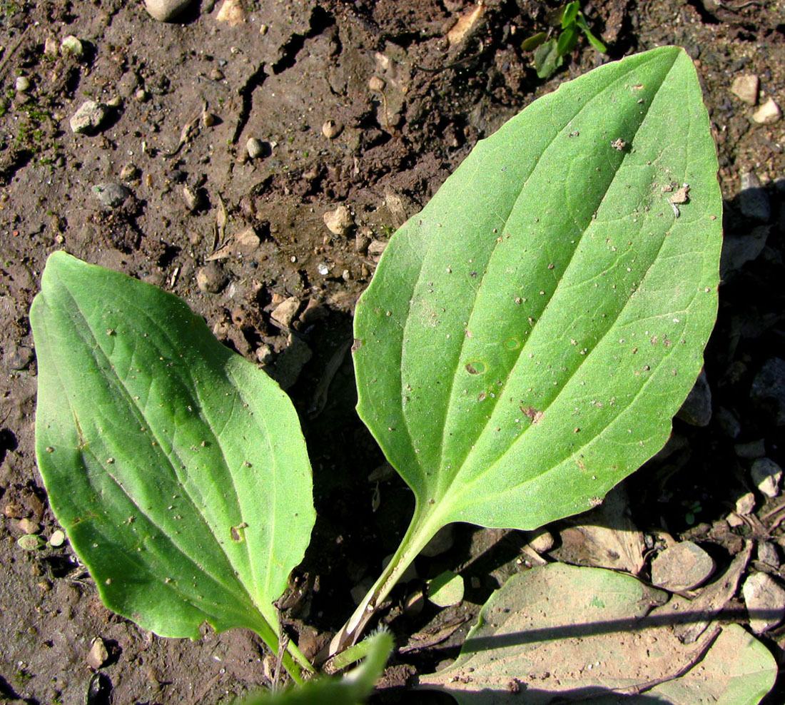 Изображение особи Plantago uliginosa.