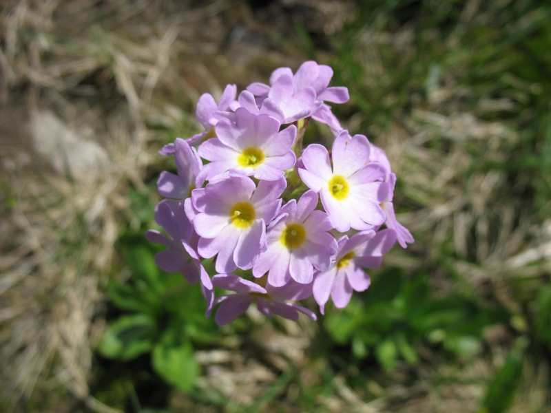 Изображение особи Primula auriculata.