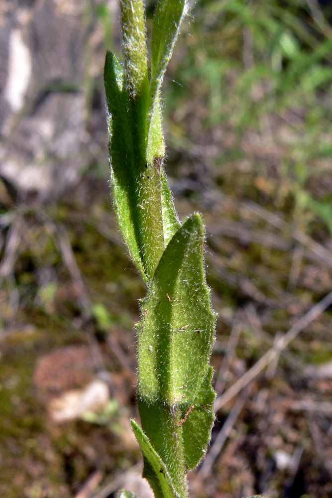 Изображение особи Arabis borealis.