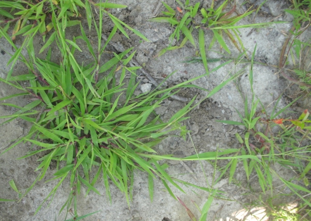 Image of Digitaria asiatica specimen.