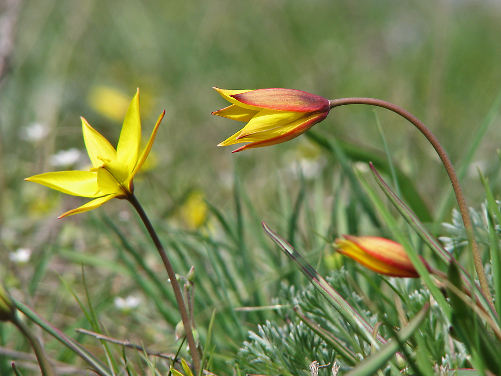 Image of Tulipa scythica specimen.