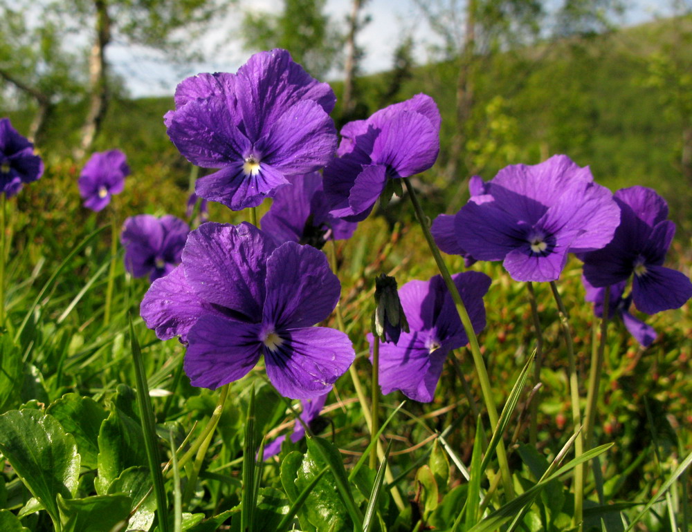 Image of Viola altaica specimen.
