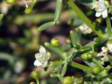 Tetraena coccinea