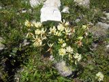 Trifolium polyphyllum. Цветущее растение. Карачаево-Черкесия, верховья р. Муха. 27.07.2011.
