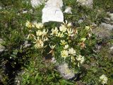 Trifolium polyphyllum