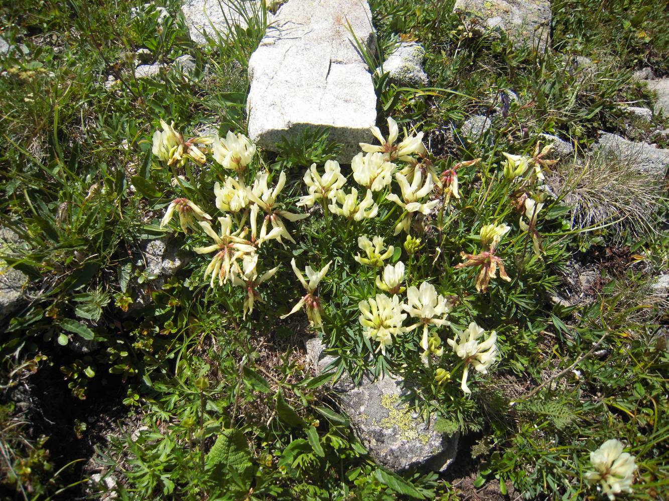 Изображение особи Trifolium polyphyllum.