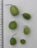 Galanthus woronowii