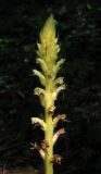 Orobanche hederae