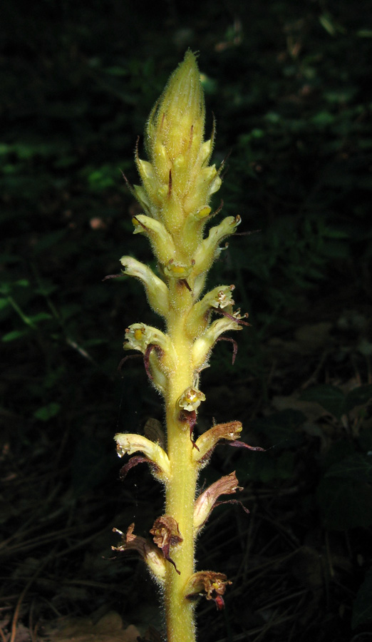 Изображение особи Orobanche hederae.