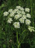 Chaerophyllum aureum. Соцветие. Крым, Долгоруковская яйла. 3 июня 2012 г.