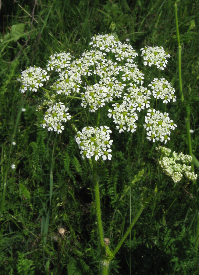 Изображение особи Chaerophyllum aureum.