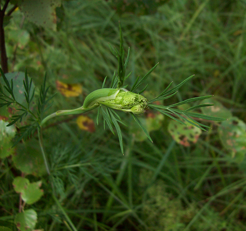 Image of Kadenia dubia specimen.