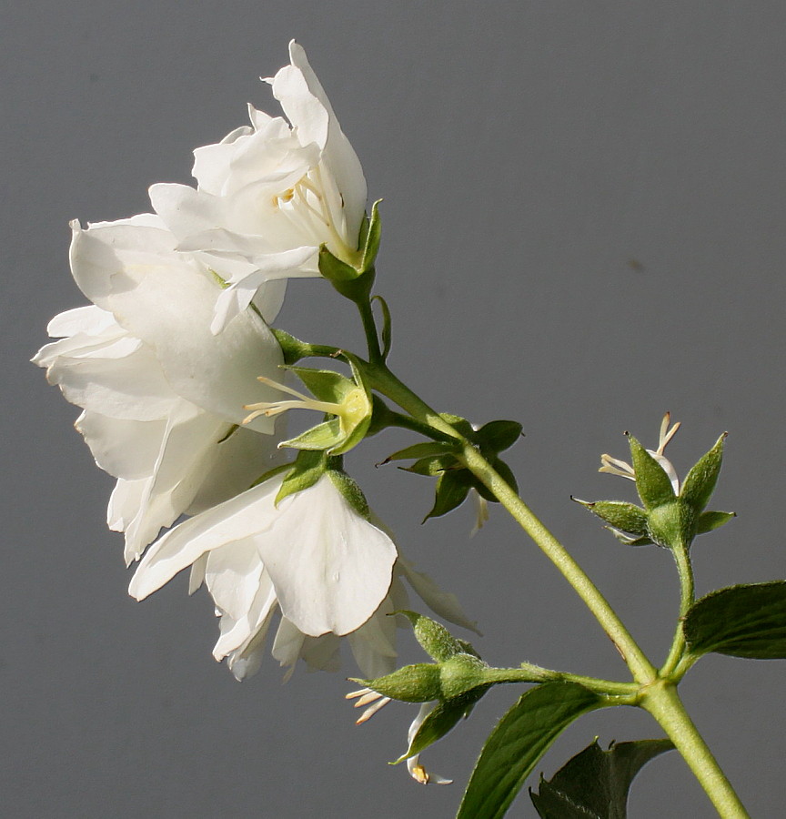 Image of Philadelphus × virginalis specimen.