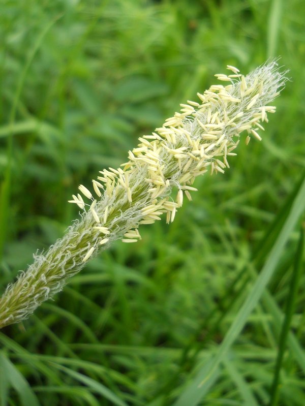 Image of Alopecurus pratensis specimen.