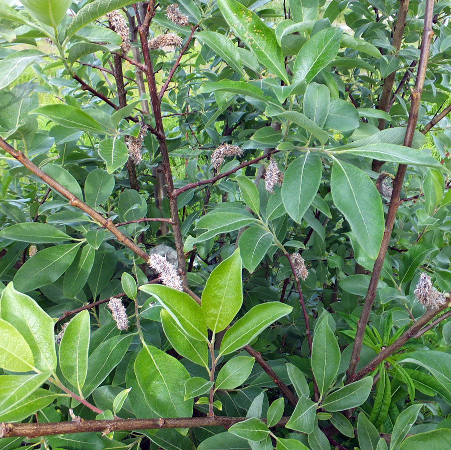 Image of Salix &times; bicolor specimen.