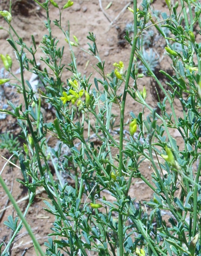 Image of Medicago cancellata specimen.