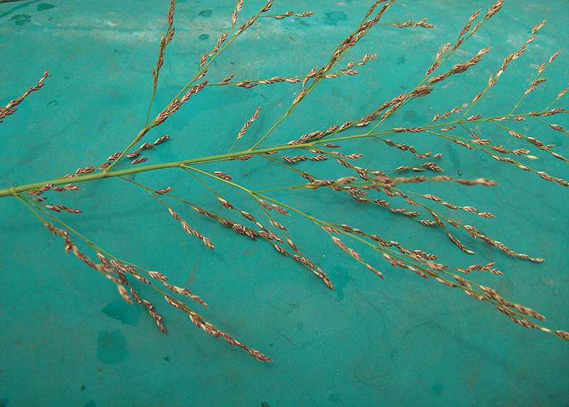 Image of Glyceria maxima specimen.